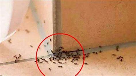 家里有蚂蚁风水